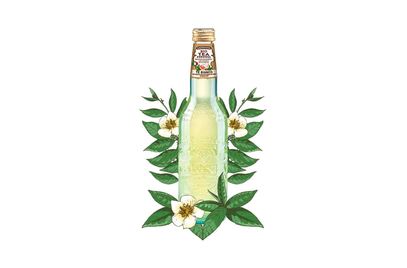 Hvid iste, Galvanina